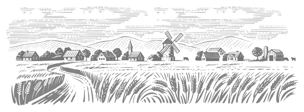 Wheat village landscape vector. Farm and fields with harvest