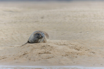 Common seal Phoca vitulina rrsting on a sandy beach at low tide in France