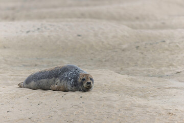 Fototapeta premium Common seal Phoca vitulina rrsting on a sandy beach at low tide in France