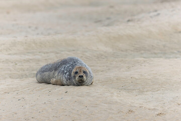 Fototapeta premium Common seal Phoca vitulina rrsting on a sandy beach at low tide in France