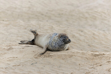 Fototapeta premium Common seal Phoca vitulina rrsting on a sandy beach at low tide in France