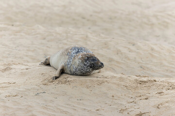 Fototapeta na wymiar Common seal Phoca vitulina rrsting on a sandy beach at low tide in France