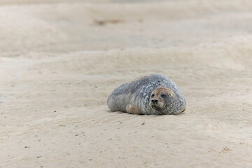 Common seal Phoca vitulina rrsting on a sandy beach at low tide in France