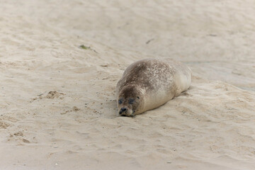 Common seal Phoca vitulina rrsting on a sandy beach at low tide in France