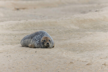 Common seal Phoca vitulina rrsting on a sandy beach at low tide in France