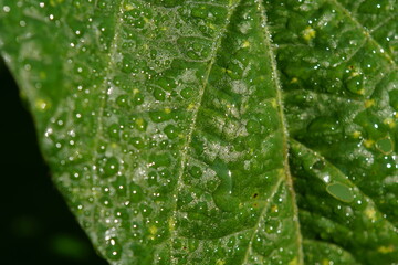 朝露に濡れた丹波黒（黒大豆）の葉っぱ拡大　8月下旬