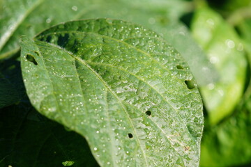 朝露に濡れた丹波黒（黒大豆）の葉っぱ拡大　8月下旬