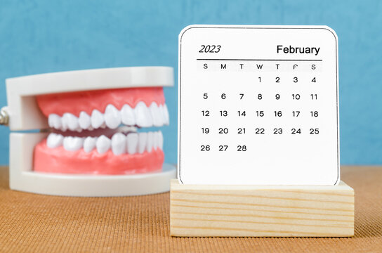 The February 2023 Monthly calendar for 2023 year with Model tooth on wooden table.