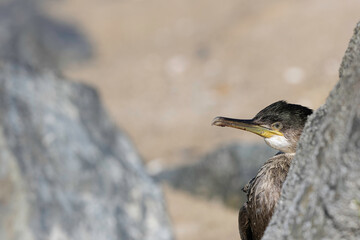 Great Cormorant Phalacrocorax carbo in close view