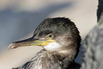 Great Cormorant Phalacrocorax carbo in close view