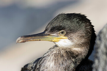 Great Cormorant Phalacrocorax carbo in close view