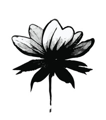 Hand-drawn lily, Illustration in black ink, isolated on a white background. Vector.