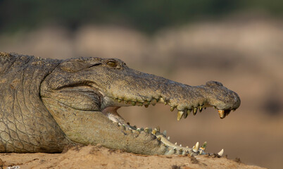 Mugger Crocodile; Crocodile with its mouth open basking in the sun; crocodiles resting; mugger...