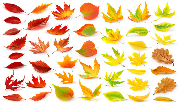 Collection of multicolored autumn tree leaves (red, orange, yellow, green) fallen to the ground with shadow isolated on white background. Digital illustration