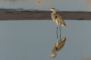 Grey Heron Ardea cinerea mirroring in a pond in France