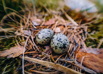 nest with eggs