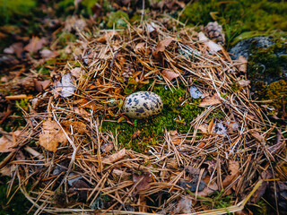 quail eggs in nest
