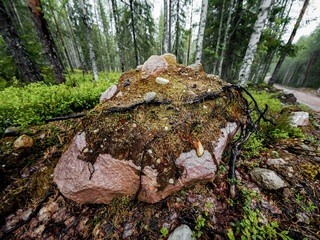 moss on the tree