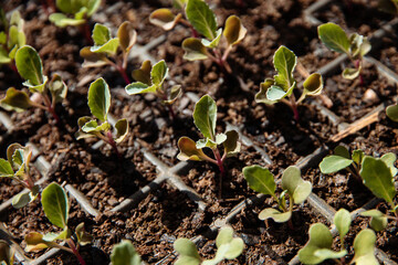 Baby plants. Germination. Ecology