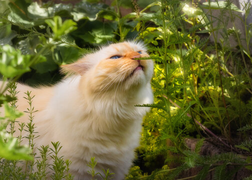Cat sniffing on herbs 