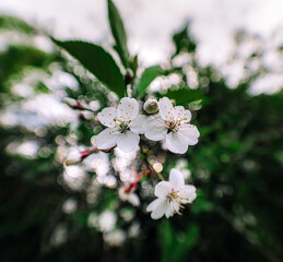 tree blossom