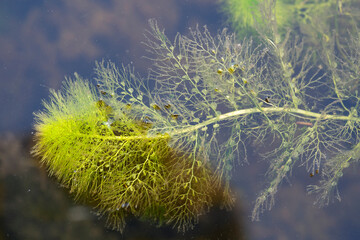 Utricularia vulgaris, greater bladderwort or common bladderwort. Closeup of a leaf.  The plant is...