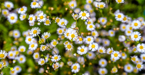 White small daisies blooming on grass background
