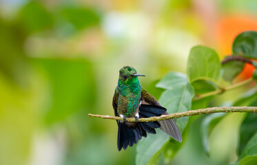 Cute, young hummingbird stretching and cleaning himself in garden with blurred background.