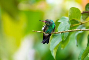 Copper-rumped hummingbird stretching and cleaning himself, dancing in the garden