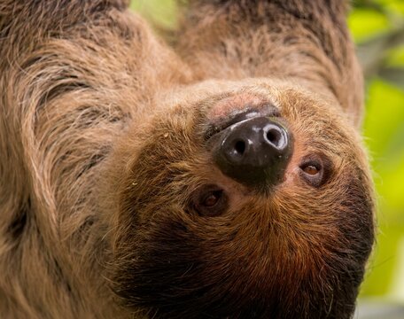Closeup shot of a beautiful sloth at Banham Zoo, Norfolk, England