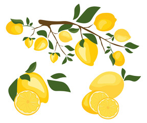 fruit citrus sour juicy ripe yellow lemon