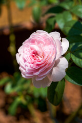 Close-up of a blooming pink rose flower