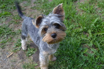 yorkshire terrier on a grass