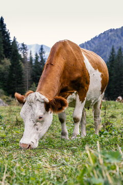 A cow grazing in the mountains.
Vertical photo of a wild cow in the italian Alps.