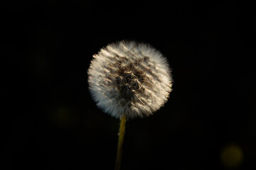 Beautiful macro dandelion blowball photo with sun light in a deep dark background