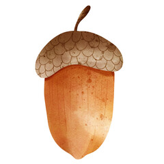 acorn  © ChonnieArtwork 