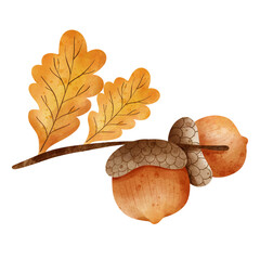 acorn © ChonnieArtwork 