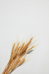 ears of wheat