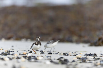 Ruddy Turnstone Arenaria interpres on low tide on a sandy beach in Normandy, France