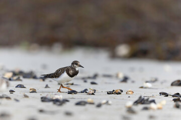 Ruddy Turnstone Arenaria interpres on low tide on a sandy beach in Normandy, France