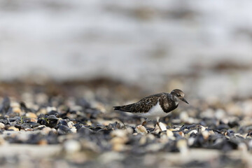 Ruddy Turnstone Arenaria interpres on low tide on a sandy beach in Normandy, France