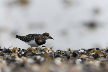 Ruddy Turnstone Arenaria interpres on low tide on a sandy beach in Normandy, France