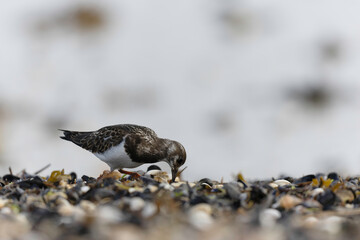 Ruddy Turnstone Arenaria interpres on low tide on a sandy beach in Normandy, France