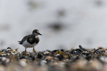 Ruddy Turnstone Arenaria interpres on low tide on a sandy beach in Normandy, France