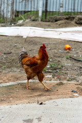 Red rooster in a yard in tropical weather. Colombia.