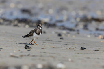 Ruddy Turnstone Arenaria interpres on low tide on a sandy beach in Normandy, France