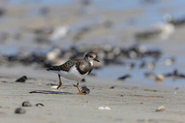 Ruddy Turnstone Arenaria interpres on low tide on a sandy beach in Normandy, France