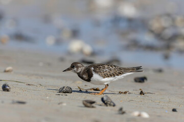 Ruddy Turnstone Arenaria interpres on low tide on a sandy beach in Normandy, France