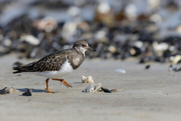 Ruddy Turnstone Arenaria interpres on low tide on a sandy beach in Normandy, France