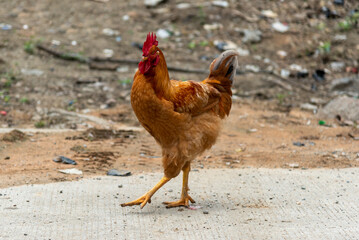 Young red rooster on a concrete plate